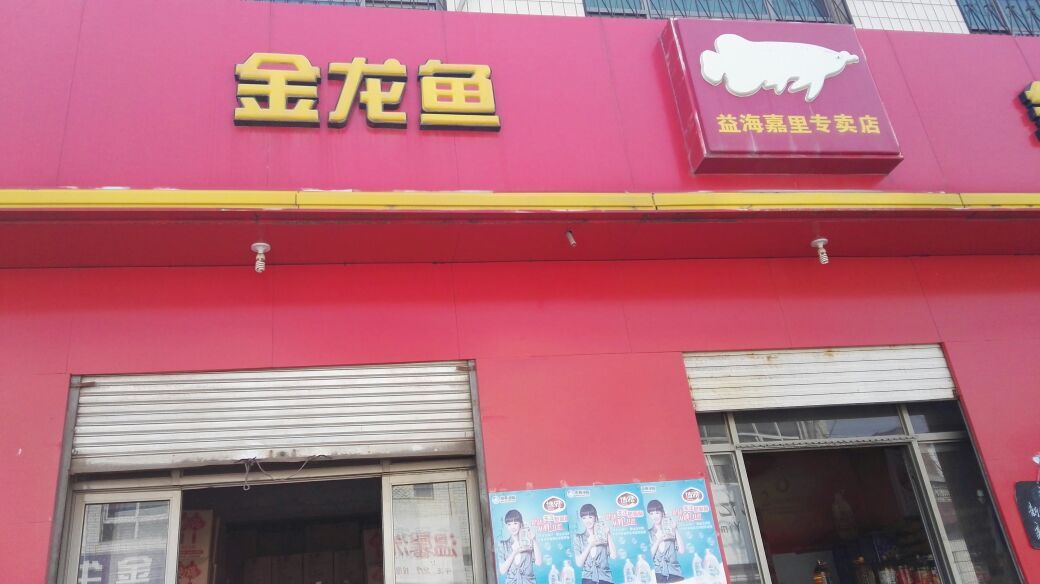 金龙鱼专卖店地址，北京金龙鱼专卖店 龙鱼百科 第1张