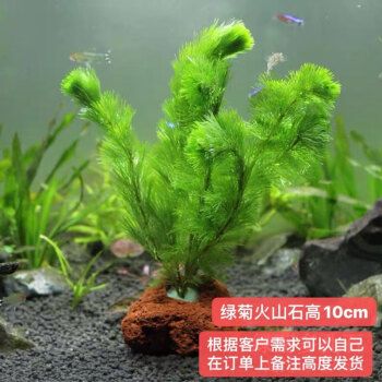 红龙鱼吃什么激素可以上色呢，红龙鱼上色激素使用方法 水族问答