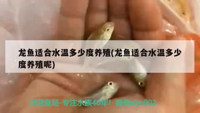 一眉道人鱼苗饲料选择指南，一眉道人鱼苗的饲料选择对于其健康成长至关重要 观赏鱼市场（混养鱼） 第3张