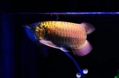 青龙鱼百度百科，青龙鱼在新加坡又叫绿龙鱼（greenarowana） 龙鱼百科 第4张