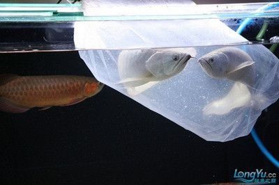 青龙鱼百度百科，青龙鱼在新加坡又叫绿龙鱼（greenarowana） 龙鱼百科 第3张