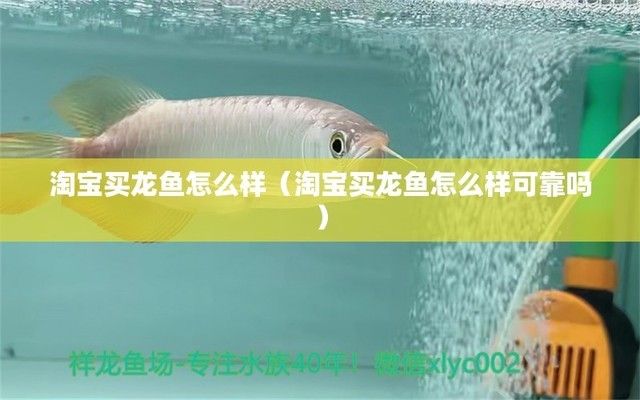 龙鱼交易平台怎么样可靠吗，水族论坛龙鱼交易平台信誉评价查询龙鱼运输安全注意事项 龙鱼百科 第2张