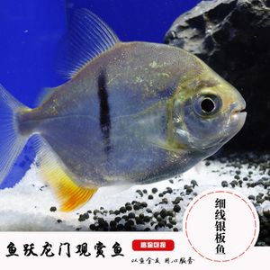 黑桃A鱼苗养殖技巧，-养殖黑桃a鱼苗需要综合考虑池塘选择、水质管理要点 观赏鱼市场（混养鱼） 第2张