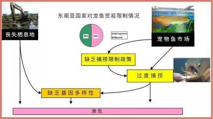 禁止进出口龙鱼，龙鱼国际贸易最新规定 龙鱼百科 第5张