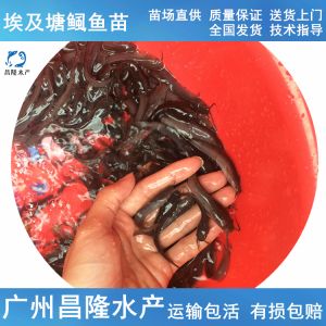 埃及鱼苗运输保存方法，埃及塘鲺鱼苗的运输和保存 观赏鱼市场（混养鱼） 第1张