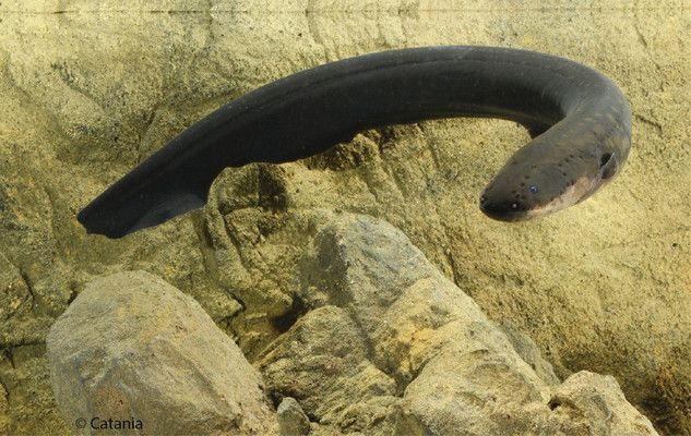 电鳗电场感应的生物物理学原理，关于电鳗电场感应的生物物理学原理 观赏鱼市场（混养鱼）