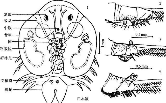 鱼鲺病的诊断与治疗，鱼鲺病的诊断和治疗方法 观赏鱼市场（混养鱼） 第3张