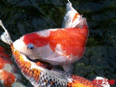 锦鲤鱼冬季保温方法，冬季锦鲤鱼饲料选择指南,锦鲤鱼冬季水质管理技巧 观赏鱼市场（混养鱼） 第4张