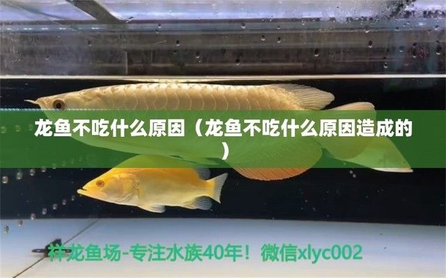 龙鱼吃的很少什么原因怎么办，龙鱼的食欲下降可能由多种因素引起龙鱼的食欲下降解决办法