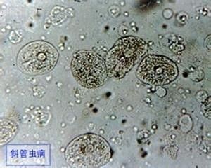 PCR技术在鱼类疾病诊断中的应用，pcr技术在鱼类疾病早期诊断中的应用