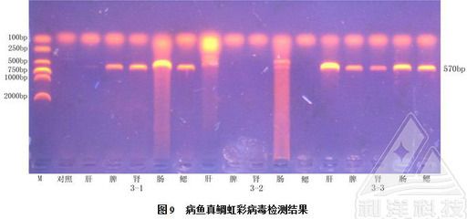 PCR技术在鱼类疾病诊断中的应用，pcr技术在鱼类疾病早期诊断中的应用 观赏鱼市场（混养鱼） 第3张