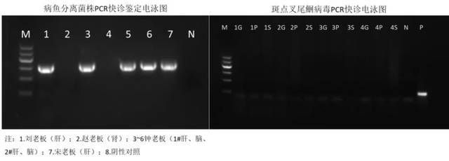 PCR技术在鱼类疾病诊断中的应用，pcr技术在鱼类疾病早期诊断中的应用 观赏鱼市场（混养鱼） 第5张