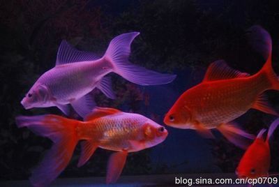 白写锦鲤饲养环境要求，白写锦鲤的饲养方法 观赏鱼市场（混养鱼） 第3张