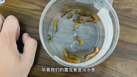 雷龙鱼吃什么，雷龙鱼专用饲料品牌推荐