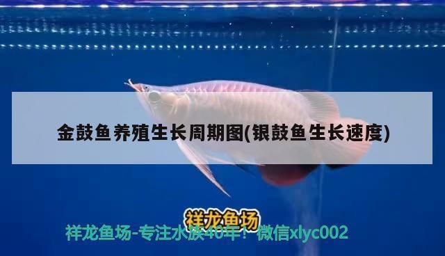 银古鱼苗市场竞争现状分析，银古鱼苗市场竞争激烈 观赏鱼市场（混养鱼） 第5张