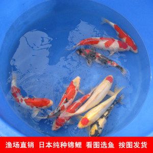 金龙鱼餐饮优选香油和金龙鱼箱子香油有什么不同，-金龙鱼餐饮优选香油与金龙鱼箱子香油有何不同 水族问答