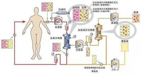 龙鱼为何会掉眼，关于龙鱼掉眼的问题 水族问答