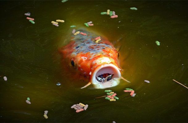 冬季鱼缸喂食频率调整，冬季鱼缸喂食频率调整，冬季鱼缸氧气供应管理要点 观赏鱼市场（混养鱼） 第4张