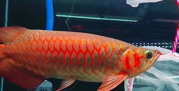 红龙鱼突然总是撞缸，如何预防红龙鱼撞缸 水族问答 第1张