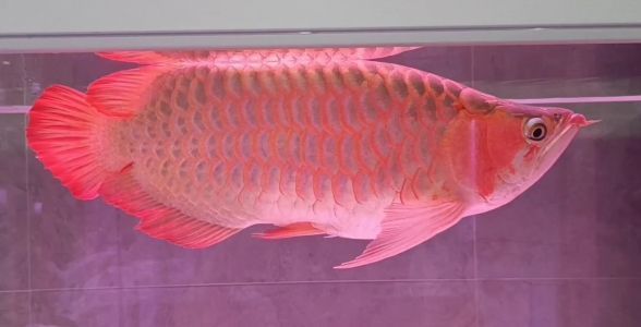 红龙鱼突然总是撞缸，如何预防红龙鱼撞缸 水族问答 第3张