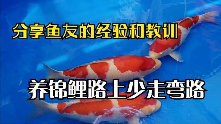 丹顶锦鲤抗病能力提升方法，丹顶锦鲤冬季养护要点丹顶锦鲤夏季防暑降温技巧 观赏鱼市场（混养鱼） 第4张