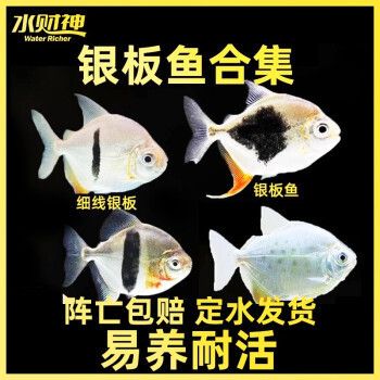 粗线银版鱼苗饲料品牌推荐，粗线银版鱼苗饲料推荐 观赏鱼市场（混养鱼） 第4张