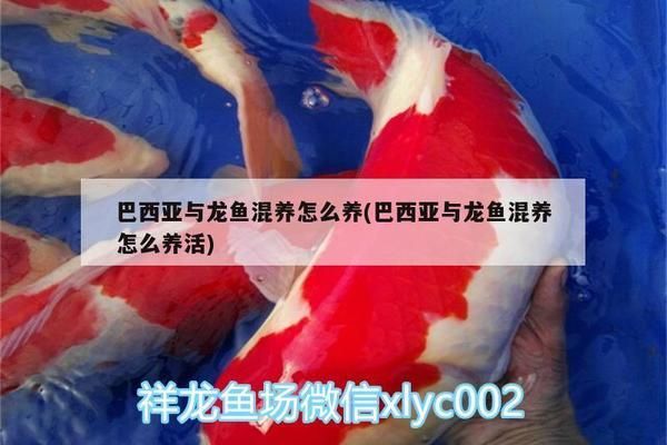 巴西亚鱼与龙鱼混养的饮食搭配，巴西亚鱼与龙鱼混养时的饮食搭配需要特别注意 观赏鱼市场（混养鱼） 第2张