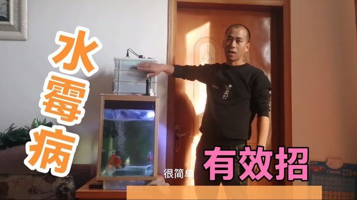 飞凤鱼水霉病预防措施，飞凤鱼水霉病预防措施主要包括以下几个方面：保持水质清洁 观赏鱼市场（混养鱼） 第1张