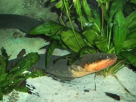 电鳗发电与生物能转换关系，电鳗发电与人工电池比较 观赏鱼市场（混养鱼） 第1张