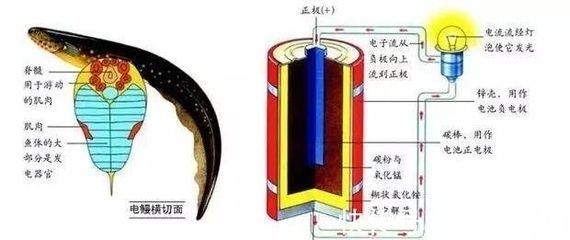 电鳗发电与传统发电方式比较（电鳗发电与传统发电方式的区别） 观赏鱼市场（混养鱼） 第4张