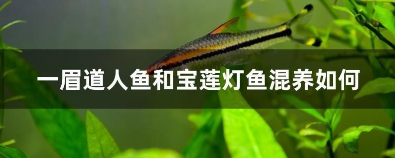 非洲象鼻鱼的繁殖方式（非洲象鼻鱼的繁殖方式包括选择合适的繁殖习性和繁殖方法） 观赏鱼市场（混养鱼） 第4张