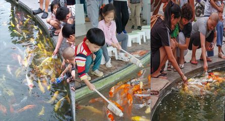 富士三色锦鲤的养殖技巧 观赏鱼市场（混养鱼） 第2张