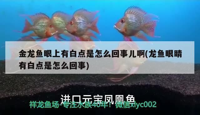 金龙鱼眼上有白点是怎么回事 龙鱼百科 第2张