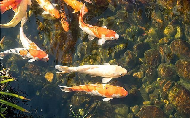 巴卡雷龙鱼水温波动影响（如何监测巴卡雷龙鱼的水温变化） 观赏鱼市场（混养鱼） 第4张