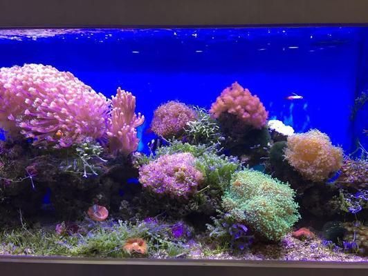 如何调节水族箱酸碱度（如何调节水族箱的酸碱度） 观赏鱼市场（混养鱼） 第3张