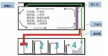 繁殖缸内水草选择与布局技巧（繁殖缸水草选择与布局技巧） 观赏鱼市场（混养鱼） 第2张