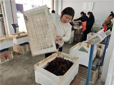 繁殖缸内水草选择与布局技巧（繁殖缸水草选择与布局技巧） 观赏鱼市场（混养鱼） 第3张