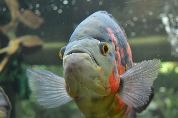 六角恐龙鱼怎么喂食教学（六角恐龙鱼食物新鲜度判断） 龙鱼百科 第4张