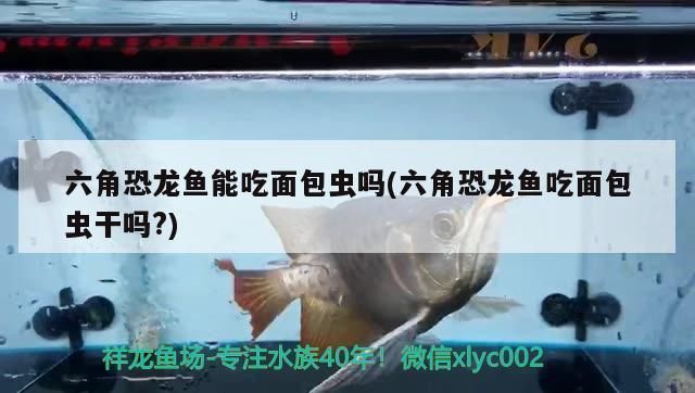 暹罗巨鲤幼体饲料品牌推荐（hikarimicropellet系列效果如何） 观赏鱼市场（混养鱼） 第2张