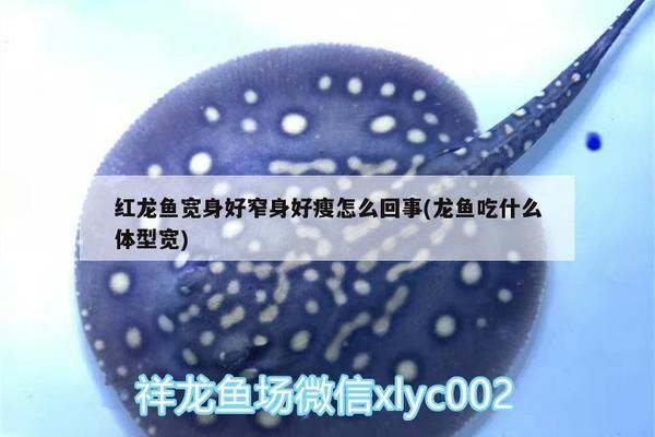 奥里诺科河鳄人工繁殖技术（奥里诺科河鳄人工繁殖技术的成功） 观赏鱼市场（混养鱼） 第4张