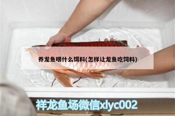 奥里诺科河鳄人工繁殖技术（奥里诺科河鳄人工繁殖技术的成功） 观赏鱼市场（混养鱼） 第5张