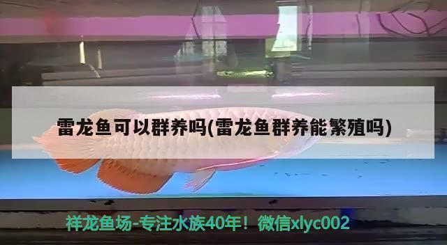 月光鸭嘴鱼繁殖的最佳水温（月光鸭嘴鱼繁殖期水质管理，提高月光鸭嘴鱼繁殖成功率方法） 观赏鱼市场（混养鱼） 第4张