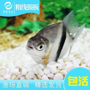 粗线银板鱼苗混养最佳伴侣（粗线银板鱼混养注意事项） 观赏鱼市场（混养鱼） 第2张