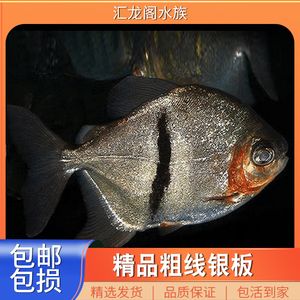 粗线银板鱼苗混养最佳伴侣（粗线银板鱼混养注意事项） 观赏鱼市场（混养鱼） 第4张