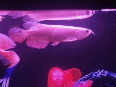 祥龙水族联盟最新动态（祥龙水族联盟参加cips盛况） 观赏鱼市场（混养鱼） 第4张