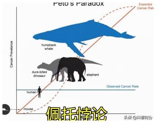 大嘴鲸鱼免疫系统研究（大嘴鲸鱼免疫系统的研究） 观赏鱼市场（混养鱼） 第5张