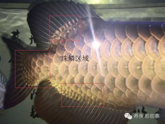 金龙鱼质量曝光标准（金龙鱼产品质量标准） 龙鱼百科 第5张