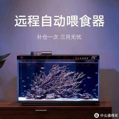 皇家火箭鱼水族箱布置技巧（皇家火箭鱼水族箱布置技巧皇家火箭鱼水族箱造景案例） 观赏鱼市场（混养鱼） 第3张