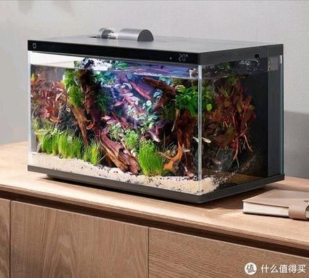 皇家火箭鱼水族箱布置技巧（皇家火箭鱼水族箱布置技巧皇家火箭鱼水族箱造景案例） 观赏鱼市场（混养鱼） 第5张