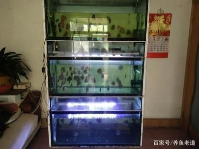 飞凤鱼苗最佳饲养密度（飞凤鱼苗最佳饲养密度是每亩10万尾至15万尾左右） 观赏鱼市场（混养鱼） 第5张